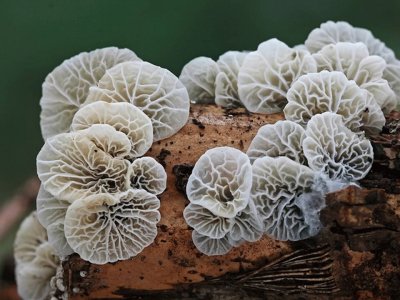 Campanella Caesia jigsaw puzzle