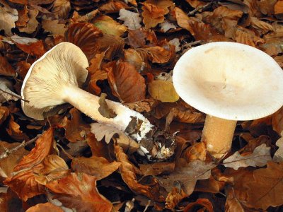 Clitocybe Geotropa