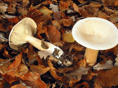 פאזל של Clitocybe Geotropa