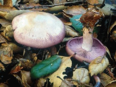 Clitocybe Nuda