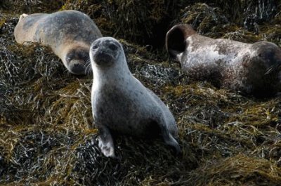 Cuccioli di foca in Scozia jigsaw puzzle