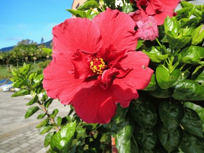 flores