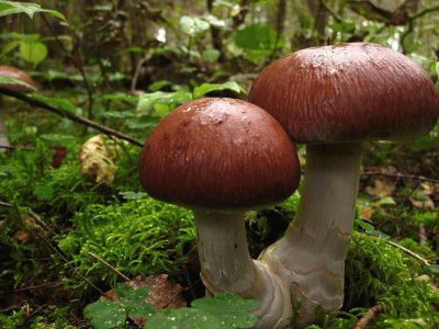 פאזל של Cortinarius Praestans