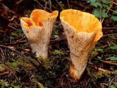 Gomphus Floccosus jigsaw puzzle