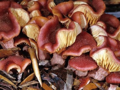 Gymnopilus Luteofolius jigsaw puzzle