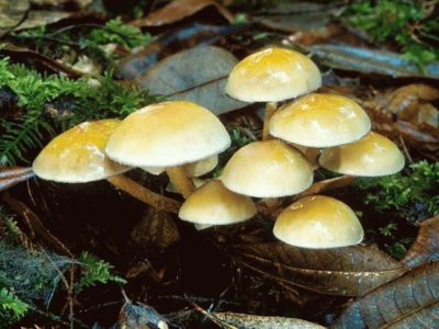 Hypoloma Capnoides