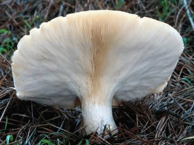 Leucopaxillus Albissimus jigsaw puzzle