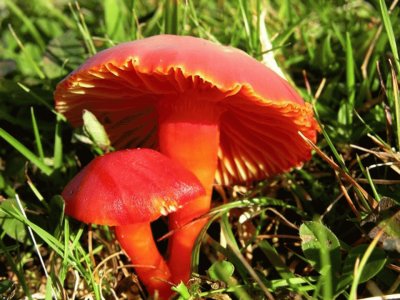 Hygrocibe Coccinea