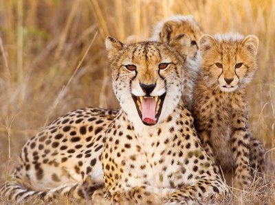 cheetah mother jigsaw puzzle