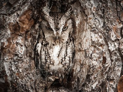 פאזל של eastern screech owl
