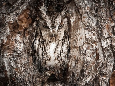 eastern screech owl jigsaw puzzle