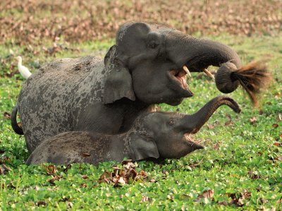 פאזל של pair of elephants