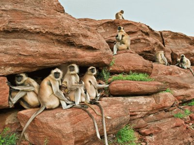 langurs