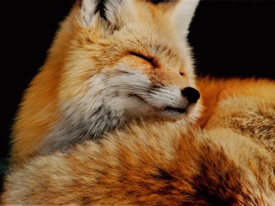 fox jigsaw puzzle