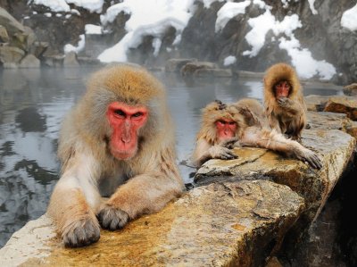 פאזל של japanese macaques