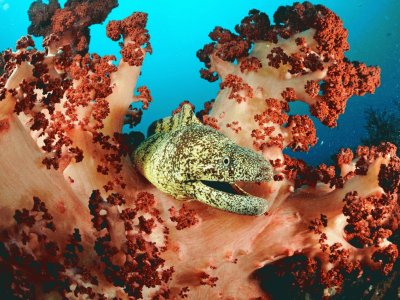 moray eel jigsaw puzzle