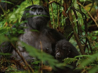 פאזל של mountain gorillas