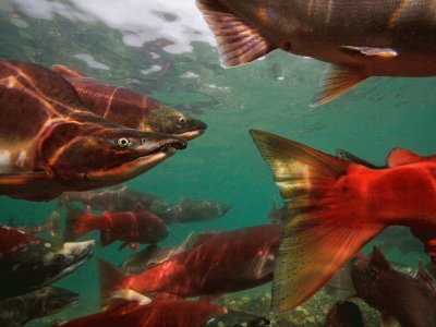 פאזל של migrating salmon