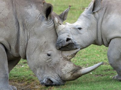 rhino family jigsaw puzzle