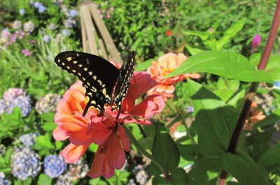 Black Swallowtail