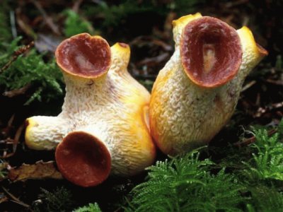 Gomphus Floccosus 2 jigsaw puzzle