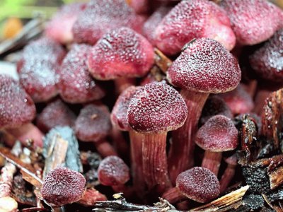 Gymnopilus Luteofolius 2 jigsaw puzzle