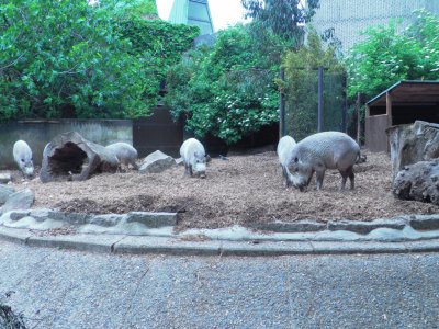 Zoo in London