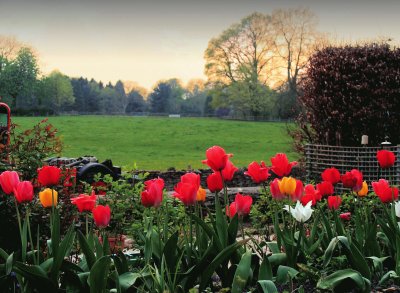 Tulip dusk jigsaw puzzle