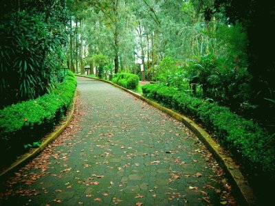 פאזל של sendero verde