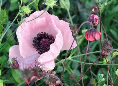 Pink poppy jigsaw puzzle