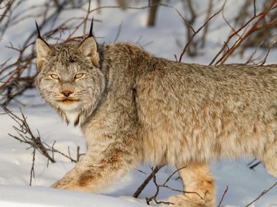 snow lynx jigsaw puzzle