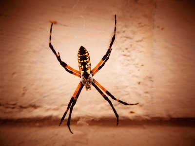 פאזל של Spider for Halloween