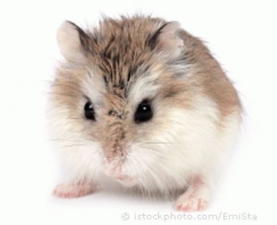 hamsters