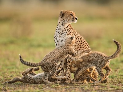 cheetah mom with cubs