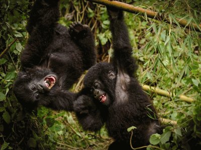 פאזל של gorillas in rowanda