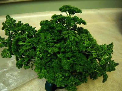 beautiful parsley