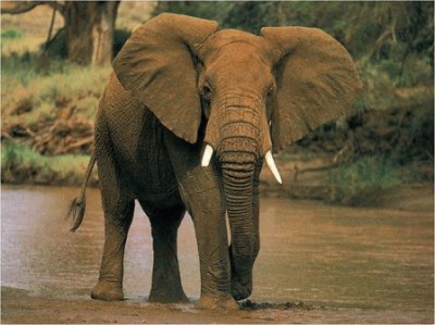 elefante jigsaw puzzle