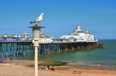 Eastbourne Pier and Gull