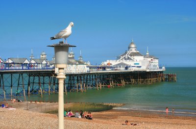 פאזל של Eastbourne Pier and Gull