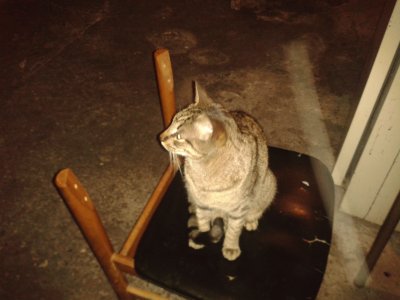 Gato en silla