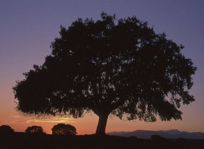 sierra de Ayllon , Guadalajara , EspaÃ±a