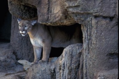 cougar jigsaw puzzle
