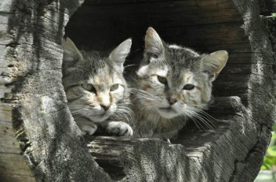 פאזל של Gatti in Alto Adige