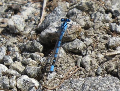Libellulainterista in Val di Sole
