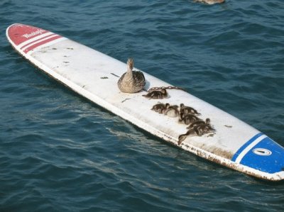 Anatre sportive sul lago di Garda