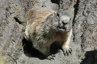 Marmotta in Alto Adige jigsaw puzzle