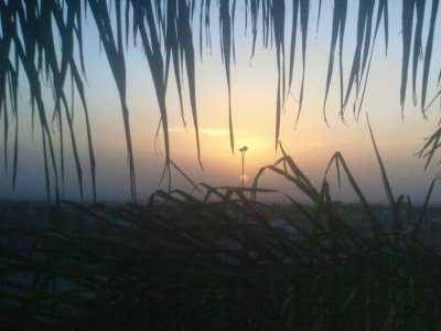 ATARDECER MERLO