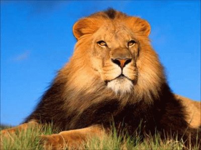 פאזל של leon