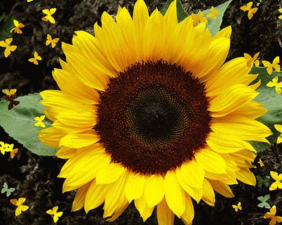 girasol jigsaw puzzle