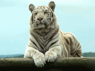 פאזל של white tiger
